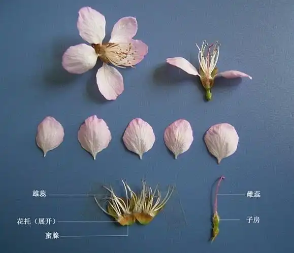 李亚科的花对初学者看上去很不好区分,因为这些花们结构