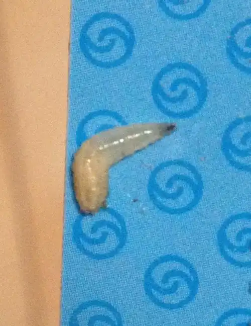 我想知道这是什么虫子,白色,蠕动,不怕水