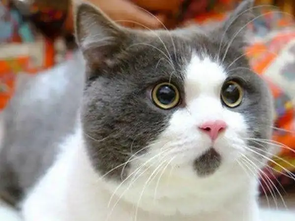 饲养英短猫有讲究,这6大错误千万别犯!