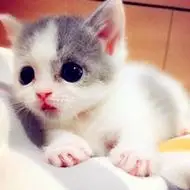 可爱小猫qq头像_猫咪也是有个性的