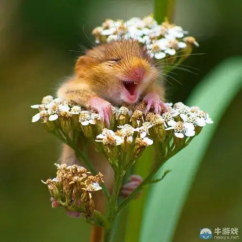 治愈人心的27张萌物微笑照片