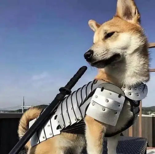 又帅又可爱的狗狗头像