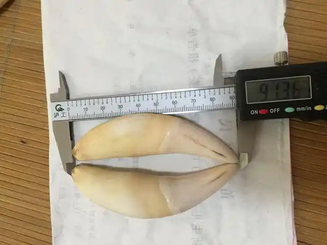 谁知道可以帮我看看,那个是正品老虎牙