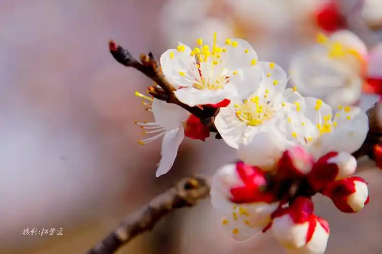 赏心悦目青烟寺 二月杏花独洒娇