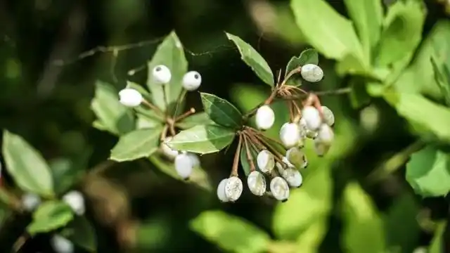黄连果,很重要的一味中药