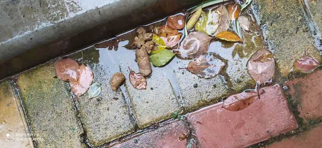小区到处都是狗屎