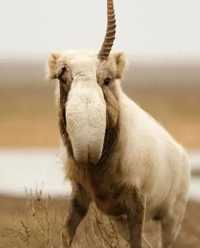 传说中的独角兽,现身了?_腾讯新闻