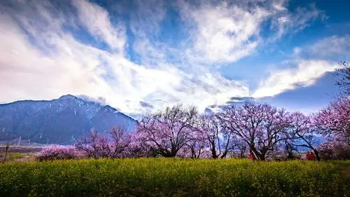 西藏行:林芝桃花