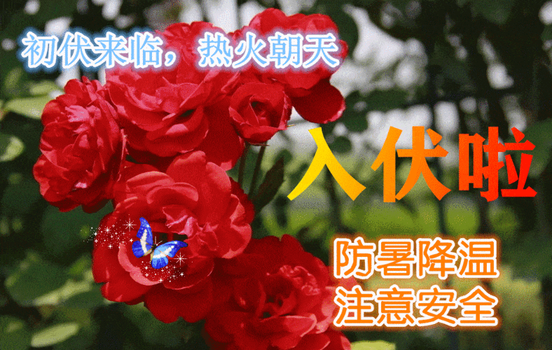 2021入伏早上好动态表情图片大全夏日三伏天问候语配动态鲜花图片