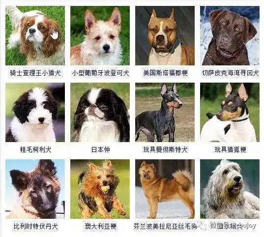 狗狗品种大全!~~有了这些图再也不怕叫不出名字啦!
