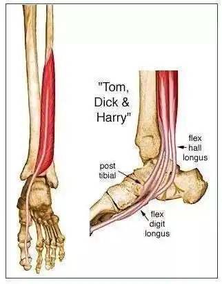 你忽视的脚趾力量它很重要