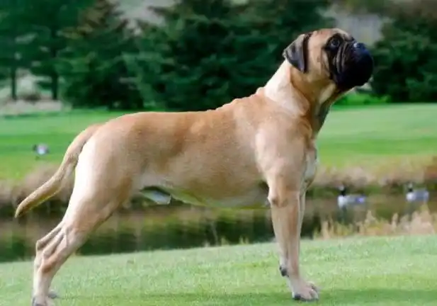 印度十大最受欢迎的狗品种 德国牧羊犬排第一 - 宠物 - 一点排行网