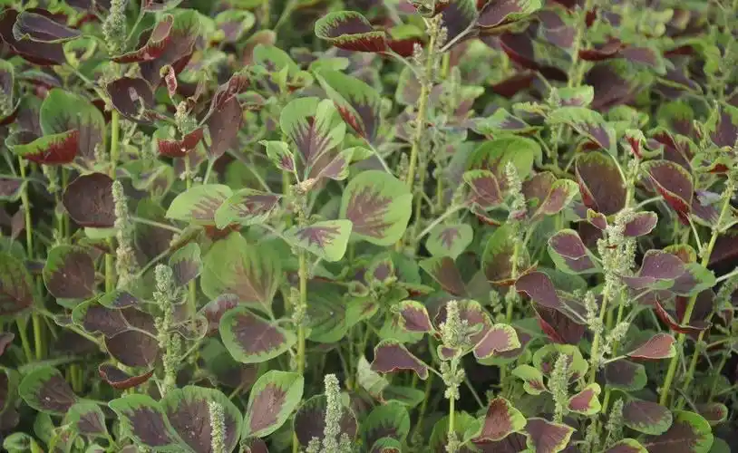 便秘痔疮肥胖肝火大试试这个野菜