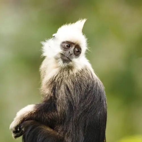 白头叶猴:世界上最稀有的猴子