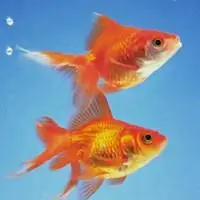 微信头像~~~小金鱼 唯美【点击鼠标右键下载】