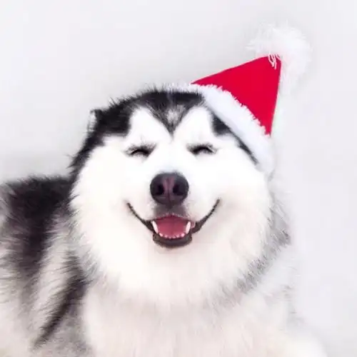 这只哈士奇的笑容真的很迷人吖