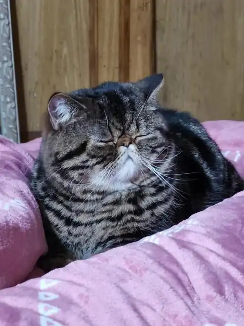 加菲加菲加菲猫