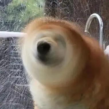 搞笑女头像图片沙雕狗有手