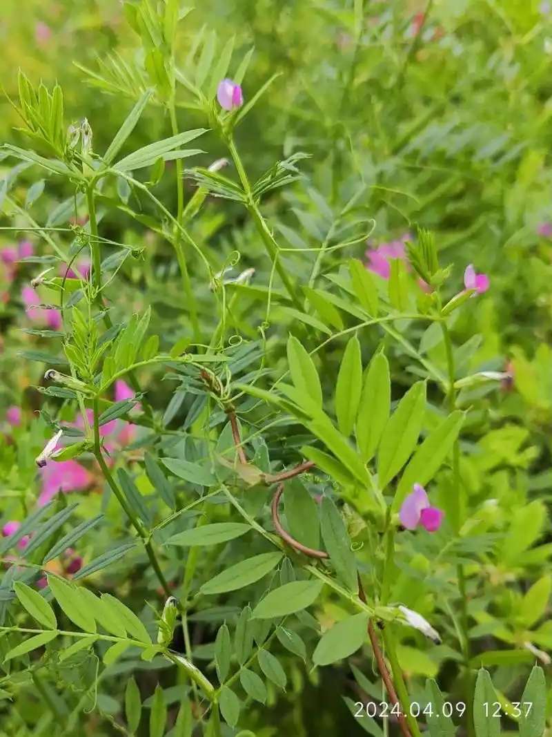 救荒野豌豆苗是可以食用的,但需要谨慎处理.