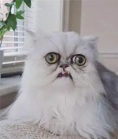 你见过最丑的猫有多丑非常丑