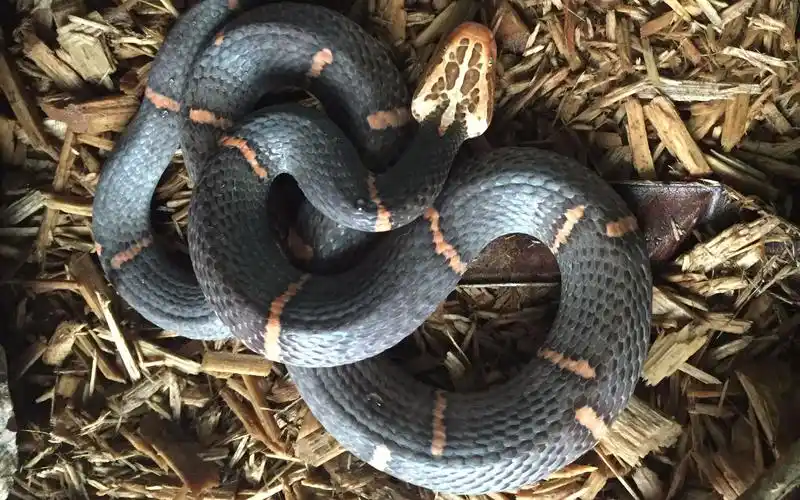 【灯火】神秘白头蝰