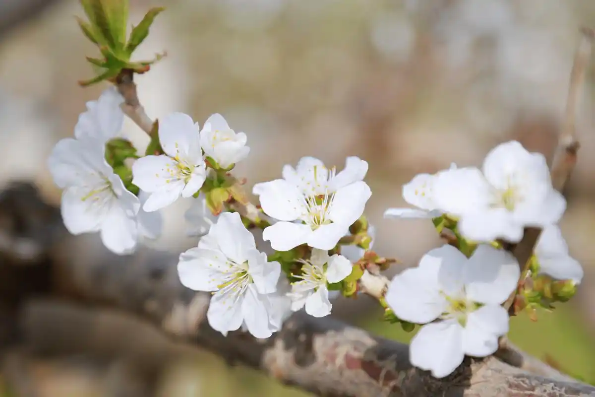 桃花杏花梨花盛放本周六日京郊迎来赏花最佳观赏期