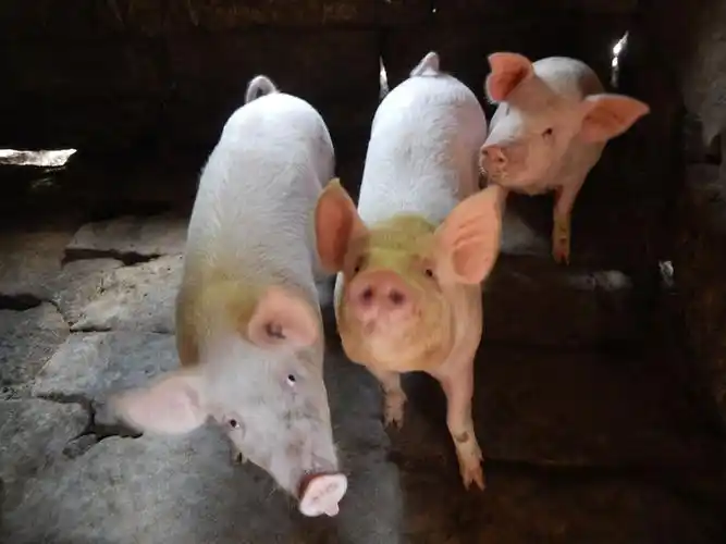 猪-猪图片下载-猪图片大全-全景图片网