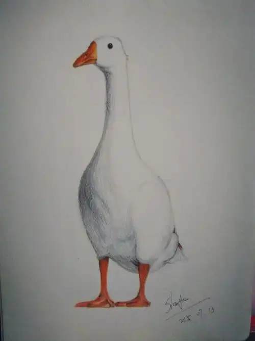 彩铅白鹅 手绘 铅笔 彩铅 彩色 可爱 插画 艺术 动物