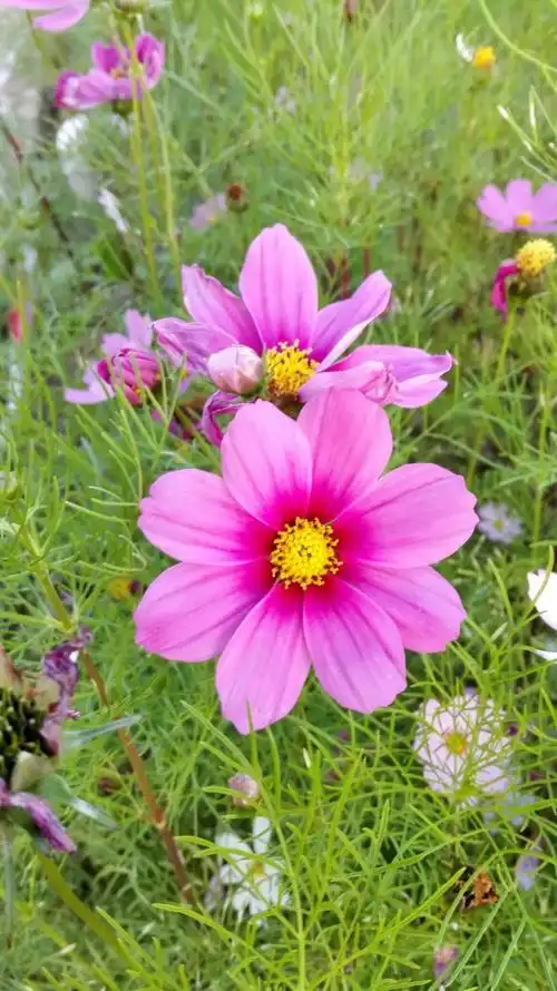 清新优雅漂亮迷人的格桑花图片欣赏