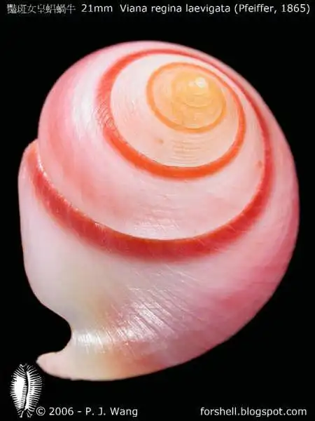 千姿百态的海螺