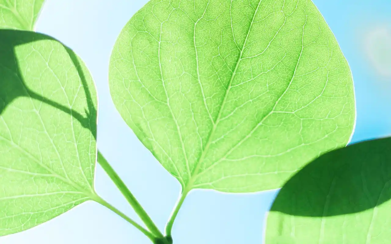 好看的绿色系壁纸,护眼又清新,喜欢就赶紧下载吧!