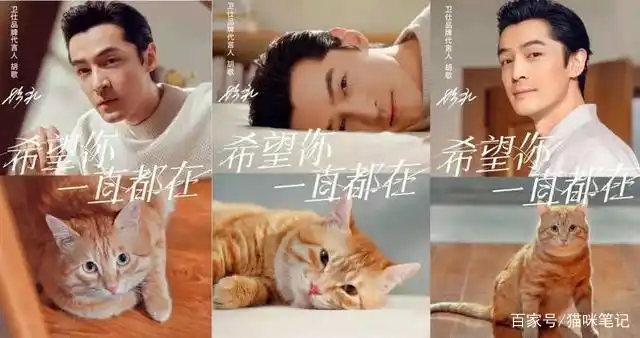 盘点明星们养的猫咪胡歌代言的卫士猫粮怎么样