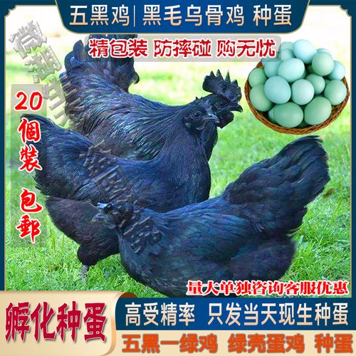 可孵化受精卵蛋纯种鸡五黑鸡蛋受精蛋五黑一绿鸡种蛋孵化黑凤乌鸡