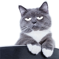 猫咪鄙视你斜眼灰毛gif动图_动态图_表情包下载_soogif
