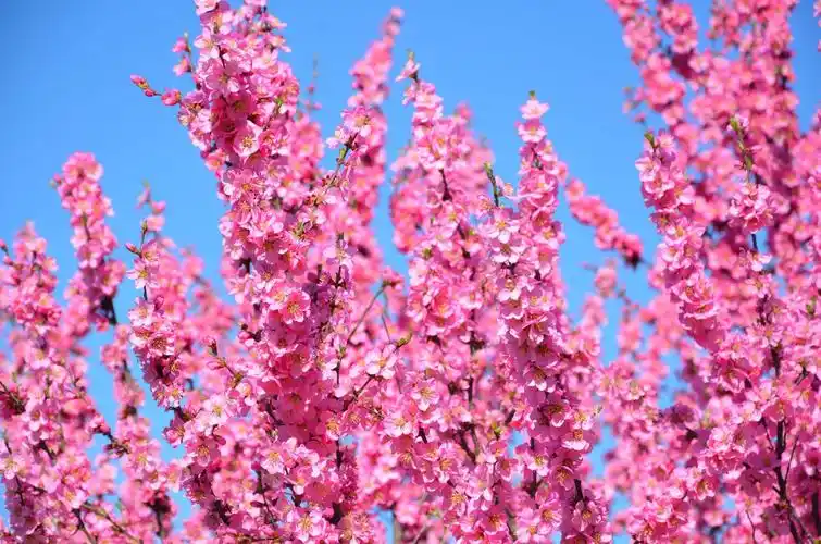 粉色的桃花原创拍摄