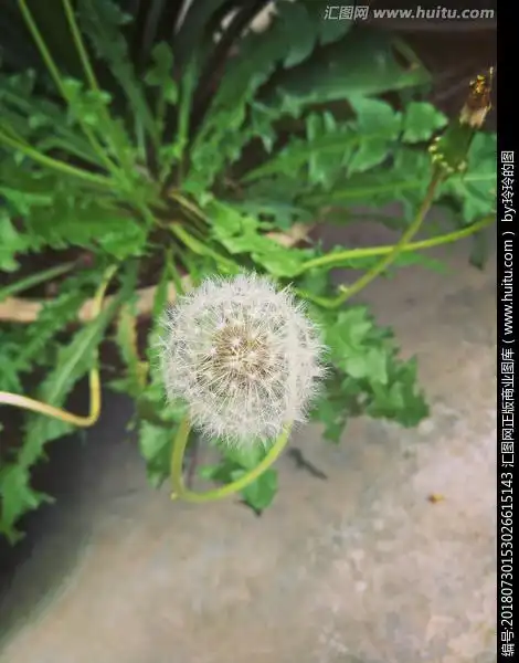 蒲公英长什么样(蒲公英图片大全大图)