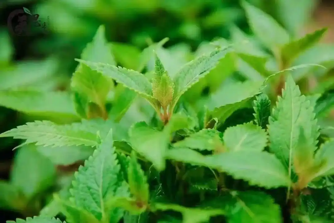 美思康宸溪皇薏湿茶成分之狭基线纹香茶菜(溪黄草)