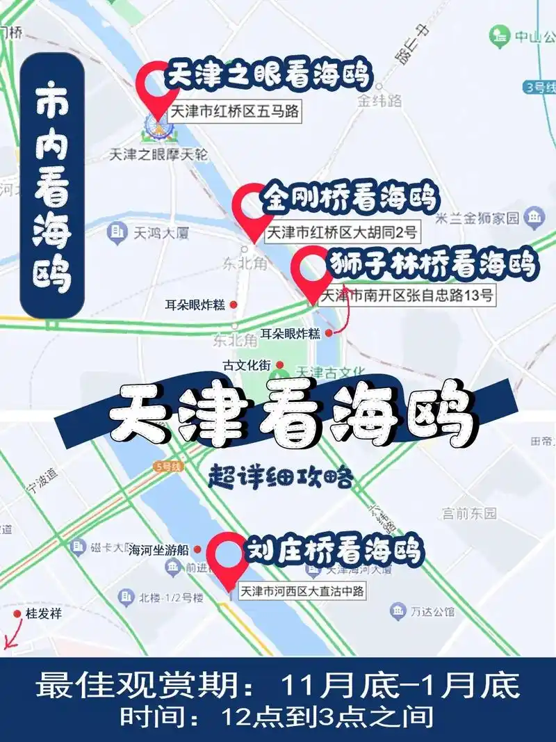 天津看海鸥|一篇给你讲清楚超具体的玩法