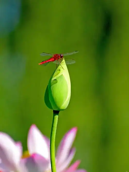 圆明园-夏日荷花.红蜻蜓.