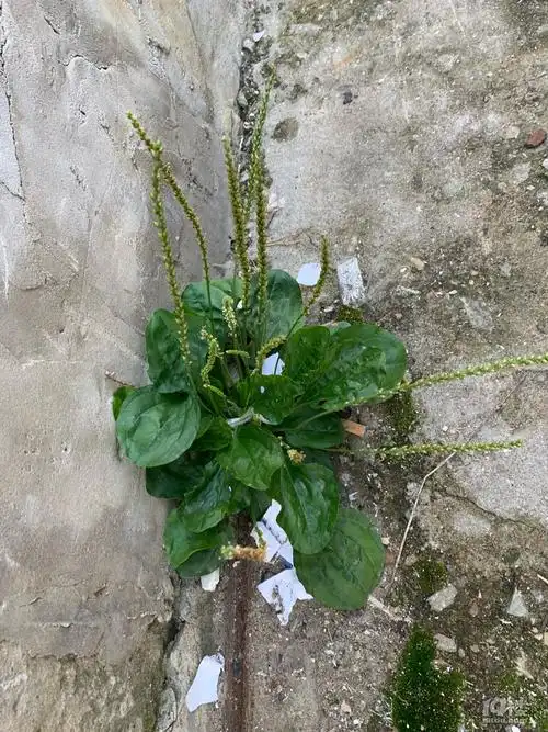 【随手拍】夹缝中求生存的车前草-讲白搭-台州19楼