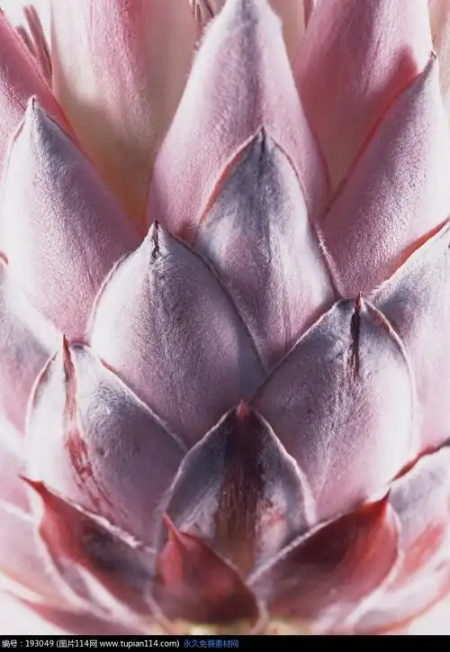 紫色莲花状植物特写,花纹图片,花纹图案,花纹素材,图片免费下载