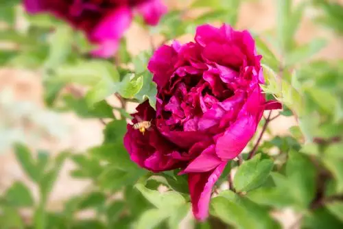 人间四月天,唯美牡丹花