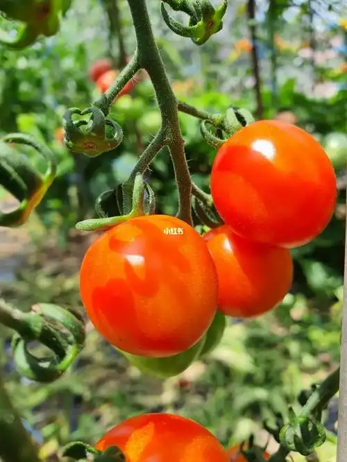 番茄茄子的季节