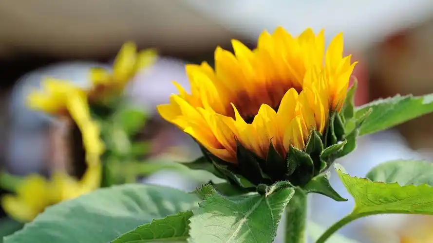 向日葵绽放-夏日唯美鲜花壁纸