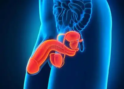 男性膀胱图片