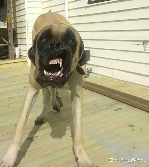 狗狗很生气,从这些举动可以看出,真让人头疼