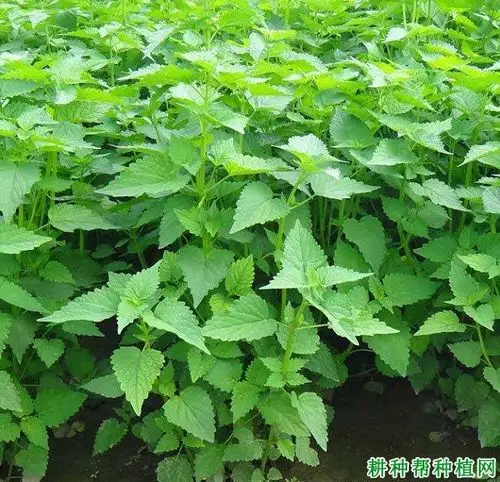 广藿香有哪些品种