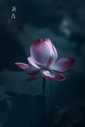 能够让人静下心来的照片