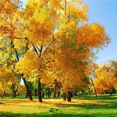 2020微信风景头像图片