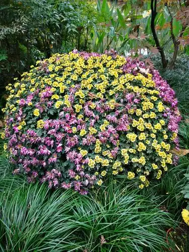 杭州植物园菊花展.